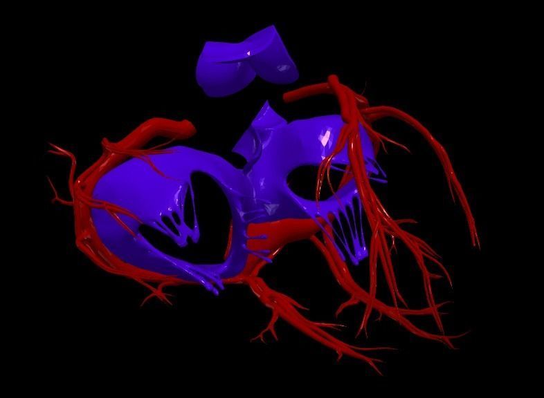 3d model of heart and lungs 3D model_3