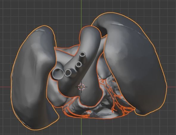3d model of heart and lungs 3D model_19
