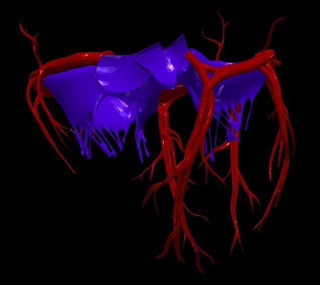 3d model of heart and lungs 3D model_5