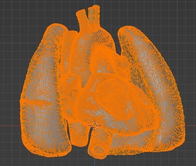 3d model of heart and lungs 3D model_16