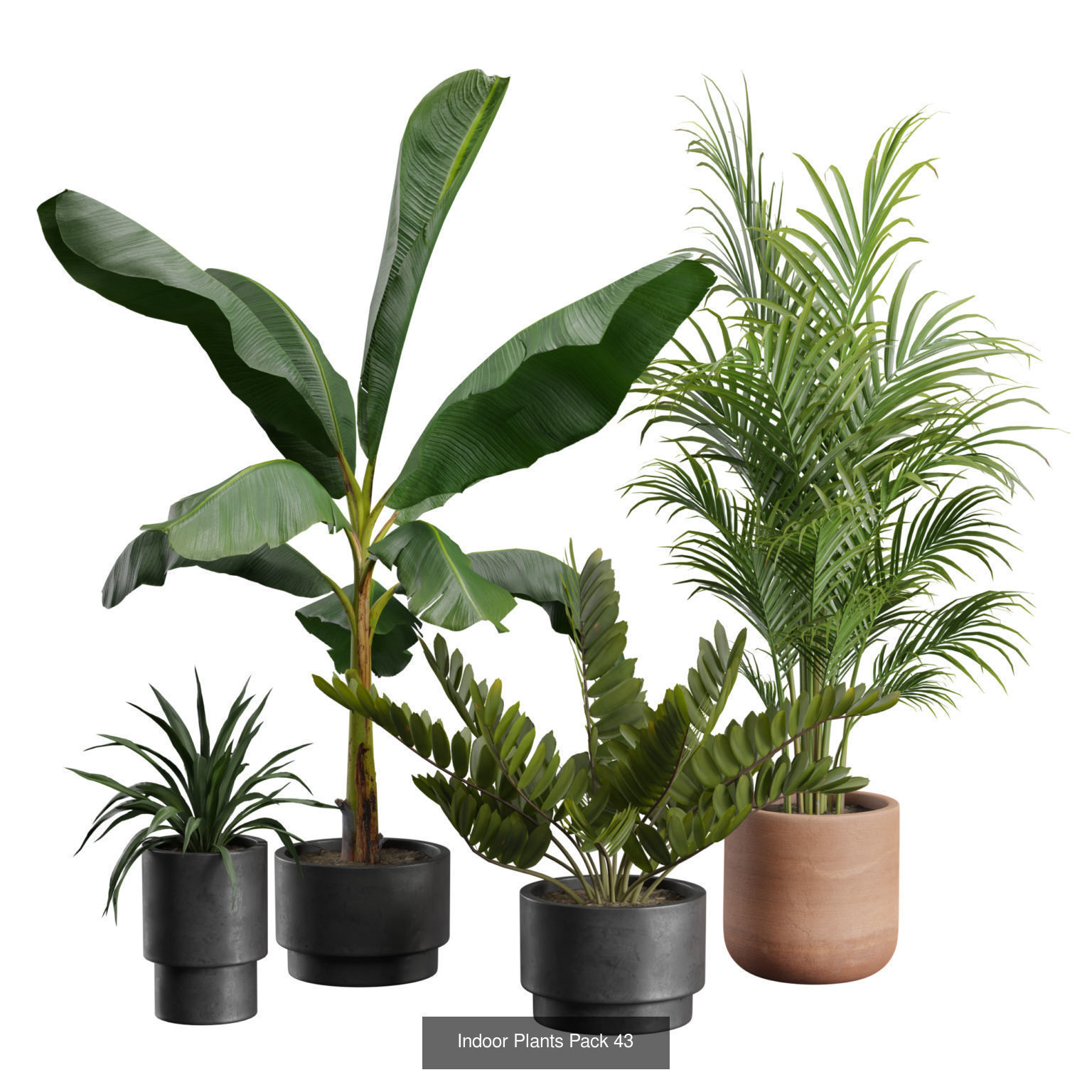 Indoor Plants Collection 04 _2