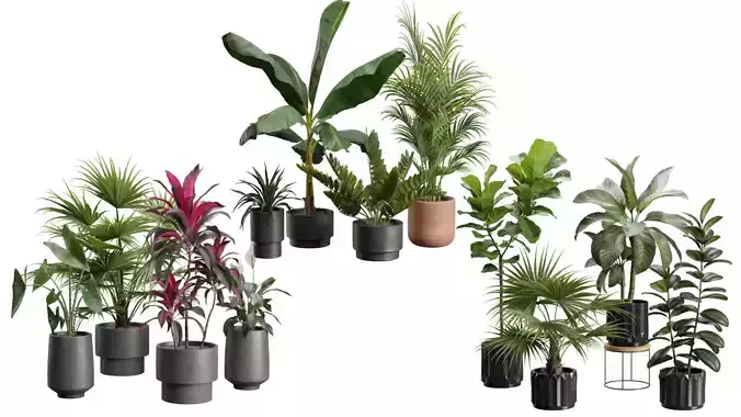 Indoor Plants Collection 04 