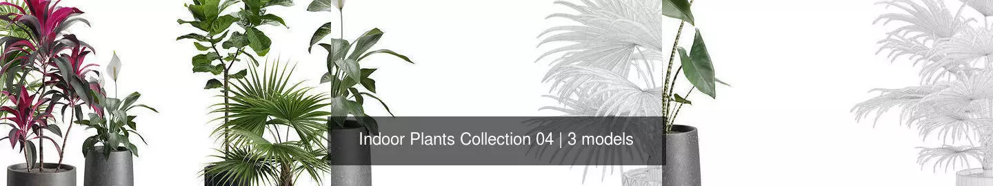 Indoor Plants Collection 04 _1