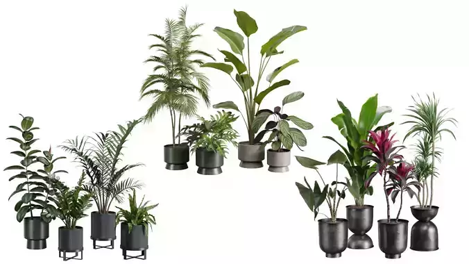 Indoor Plants Collection 05 