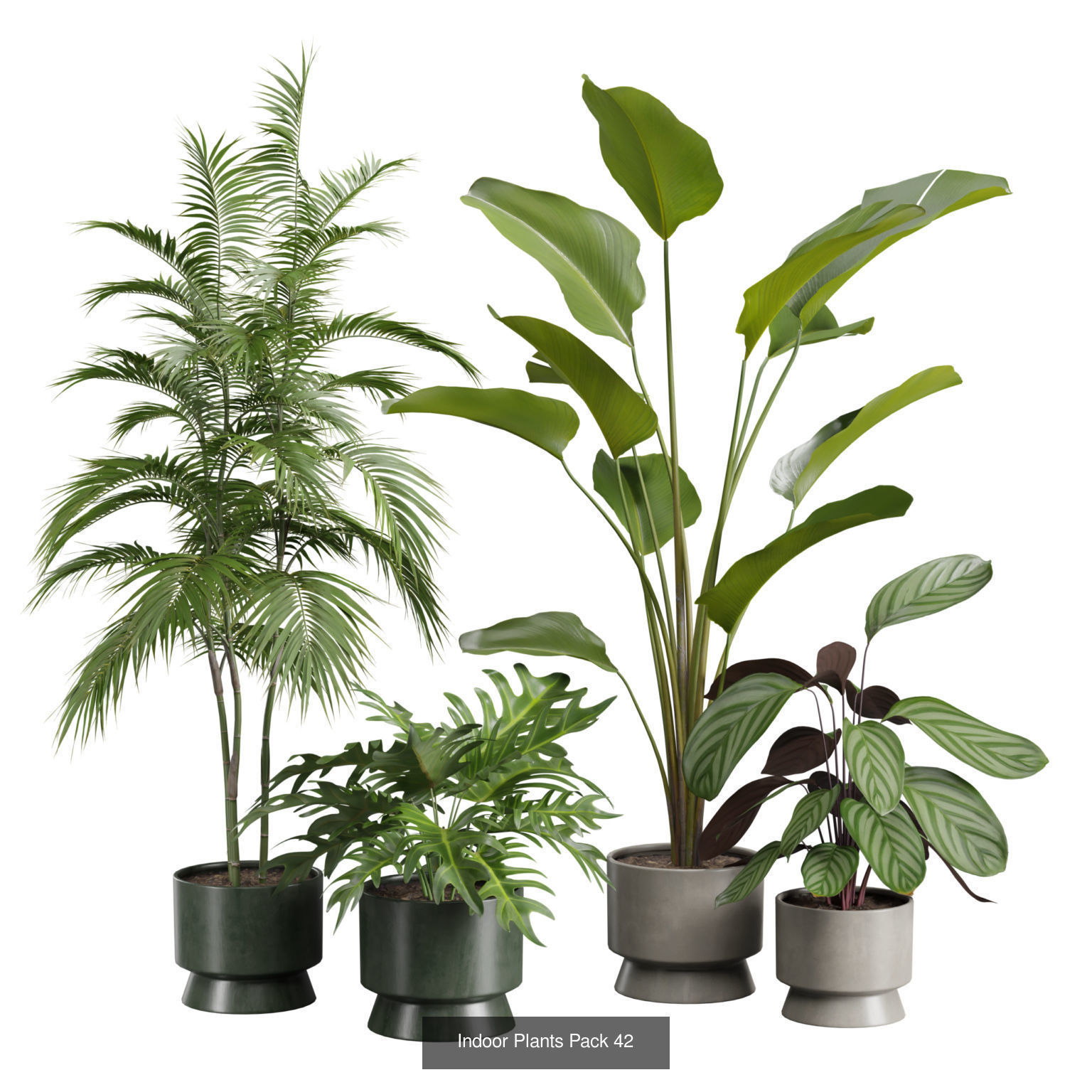 Indoor Plants Collection 05 _4