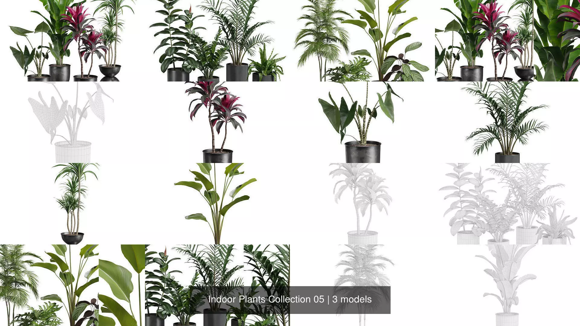 Indoor Plants Collection 05 _1