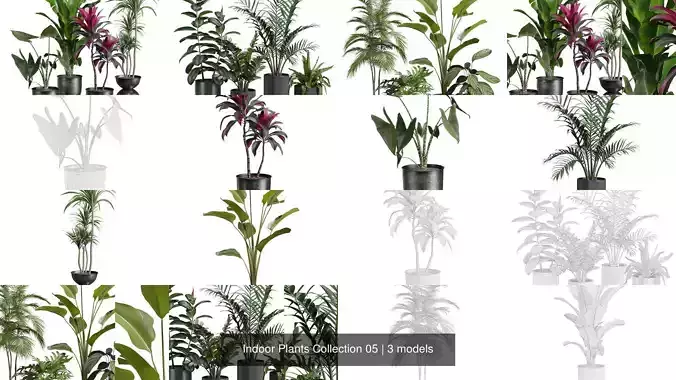 Indoor Plants Collection 05