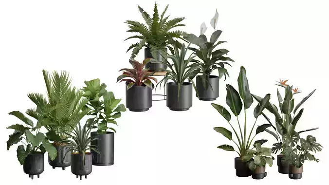 Indoor Plants Collection 06 