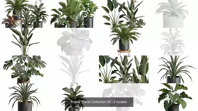 Indoor Plants Collection 06