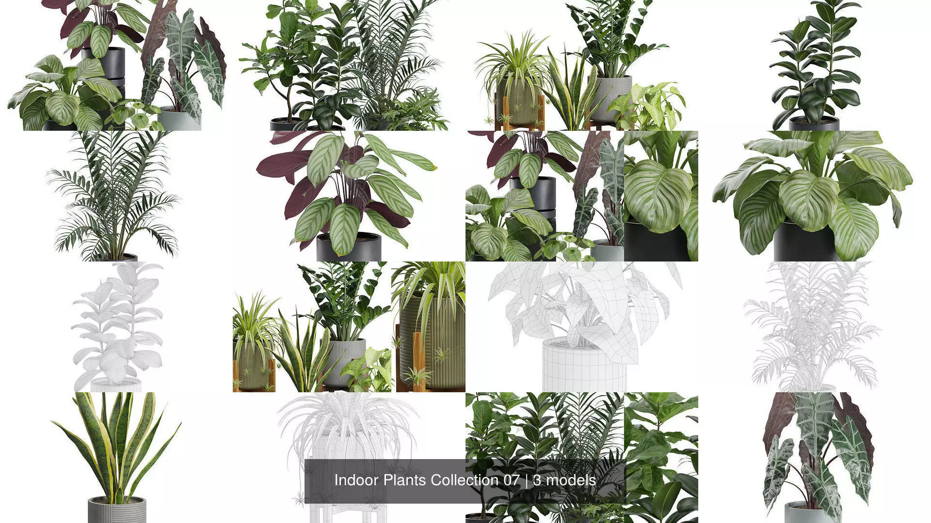 Indoor Plants Collection 07 _1
