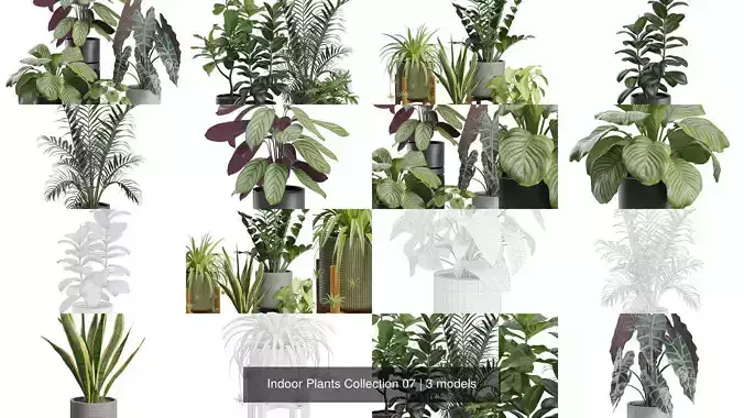  Indoor Plants Collection 07
