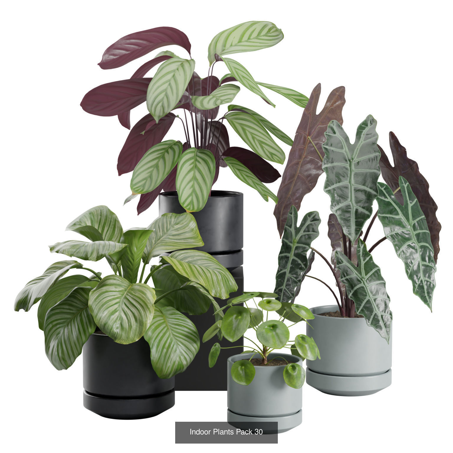 Indoor Plants Collection 07 _2