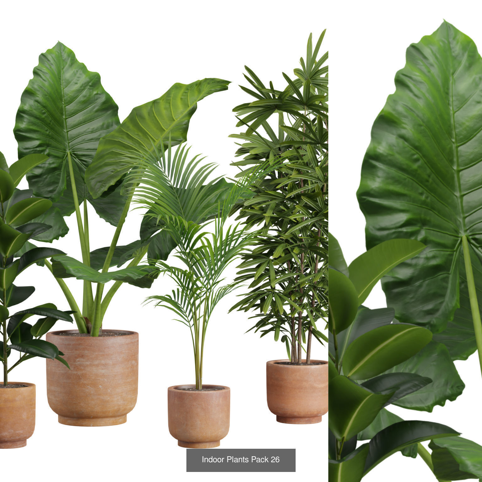 Indoor Plants Collection 03 _4