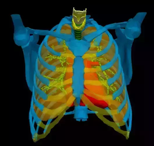 3d model of heart in thorax
