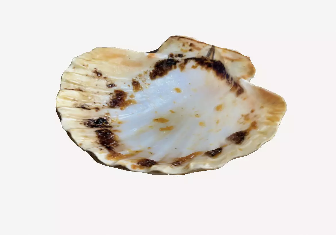 Scallop 3D print model