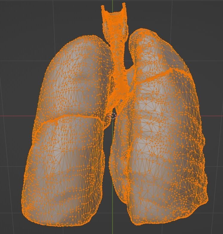 3d model of the lungs airways 3D model_17