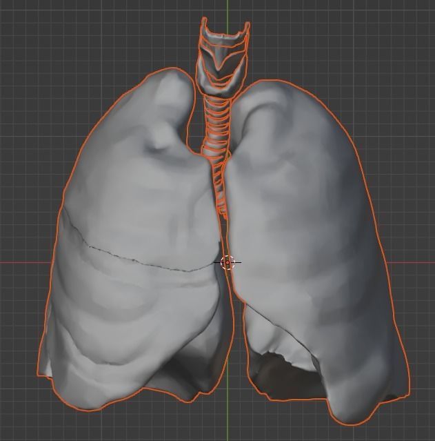 3d model of the lungs airways 3D model_12