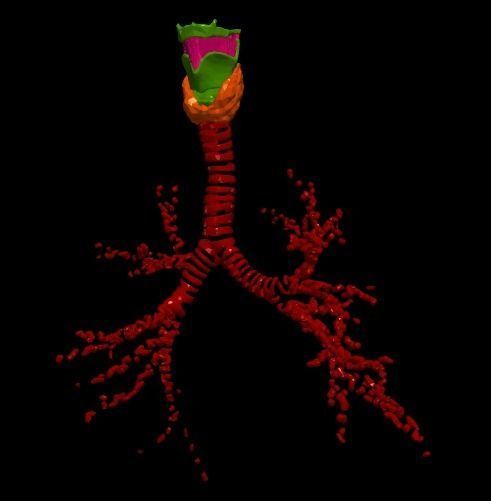 3d model of the lungs airways 3D model_10