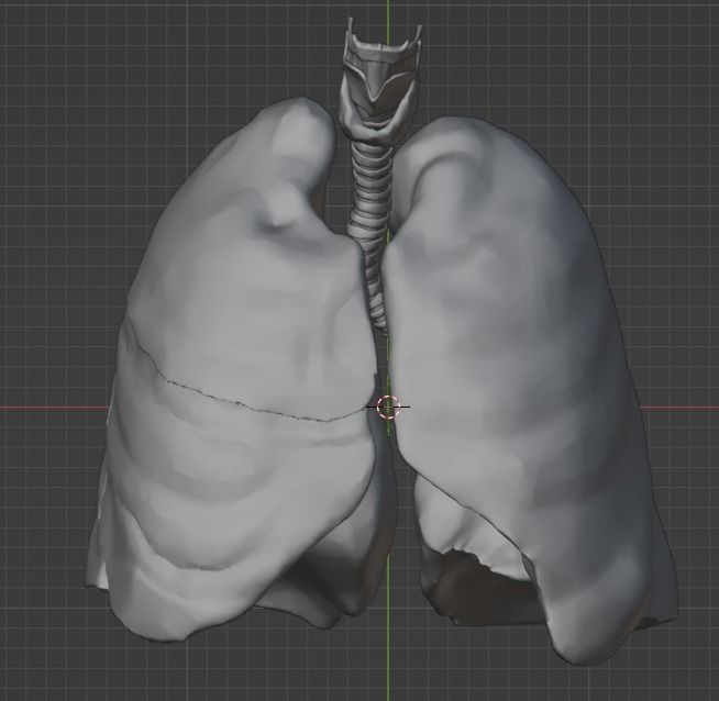 3d model of the lungs airways 3D model_11