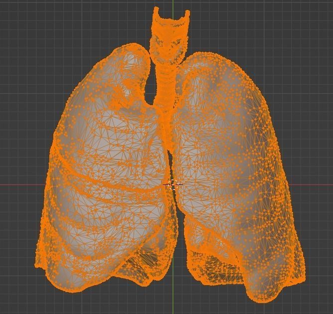 3d model of the lungs airways 3D model_13