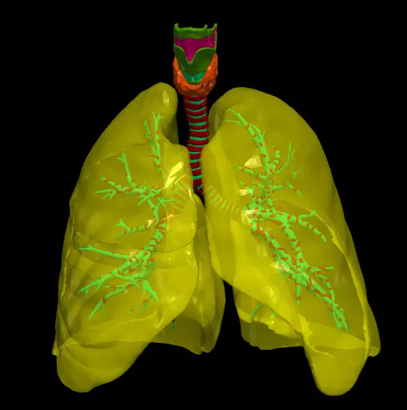 3d model of the lungs airways 3D model_0