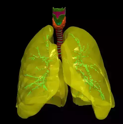 3d model of the lungs airways 3D model