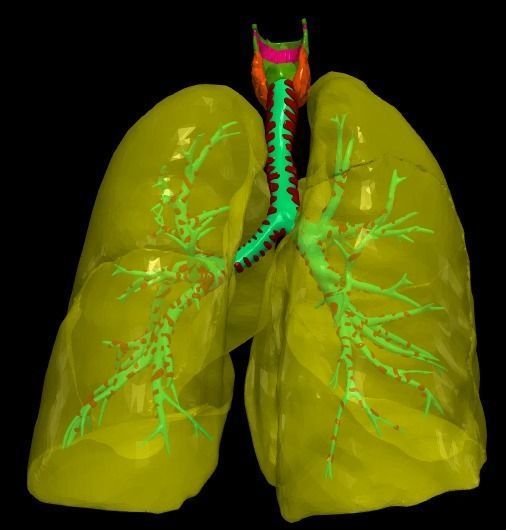 3d model of the lungs airways 3D model_4