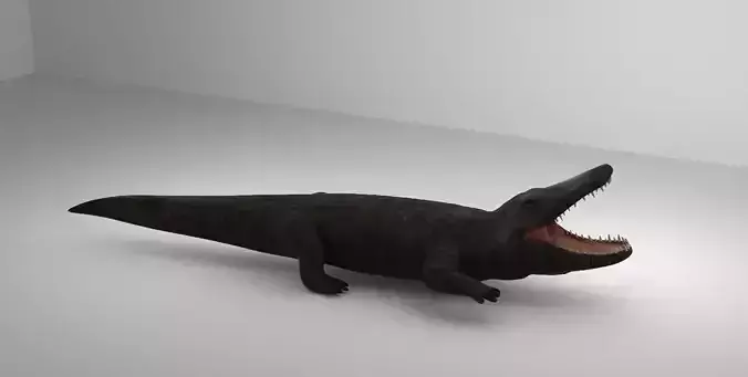 Crocodile