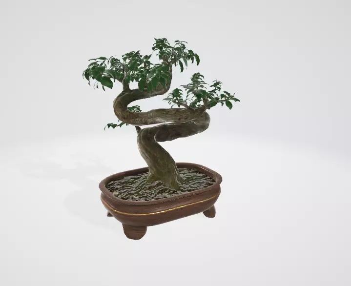 Bonsai tree Free 3D model_0