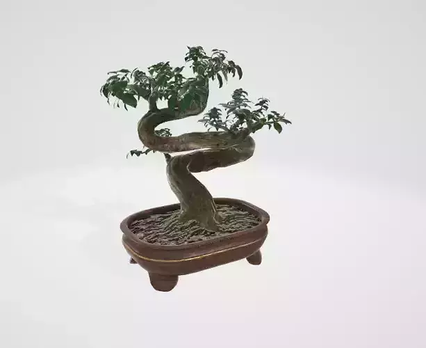 Bonsai tree