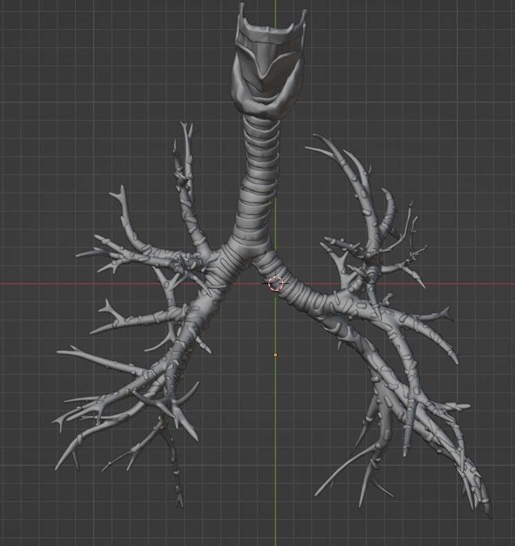 3d model of airways 3D model_16
