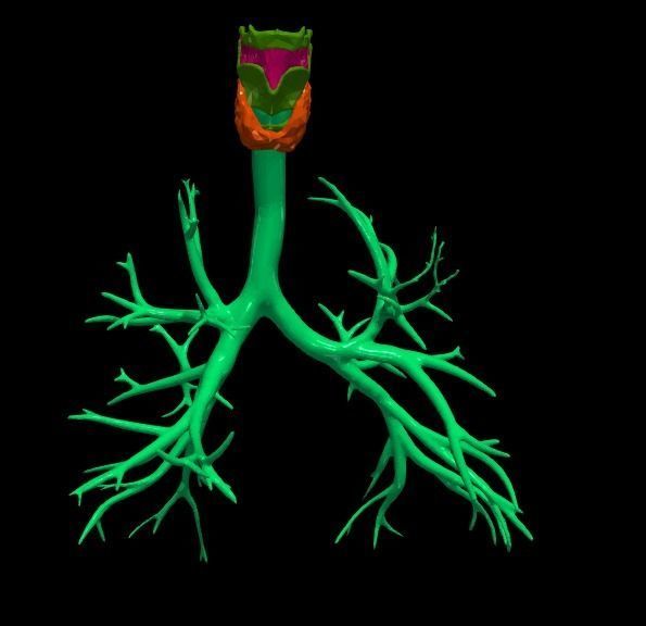 3d model of airways 3D model_5