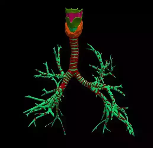 3d model of airways 3D model