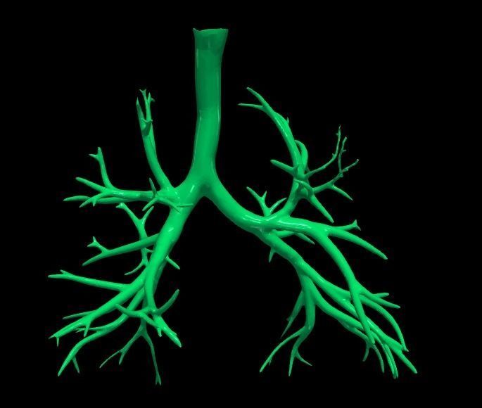 3d model of airways 3D model_6