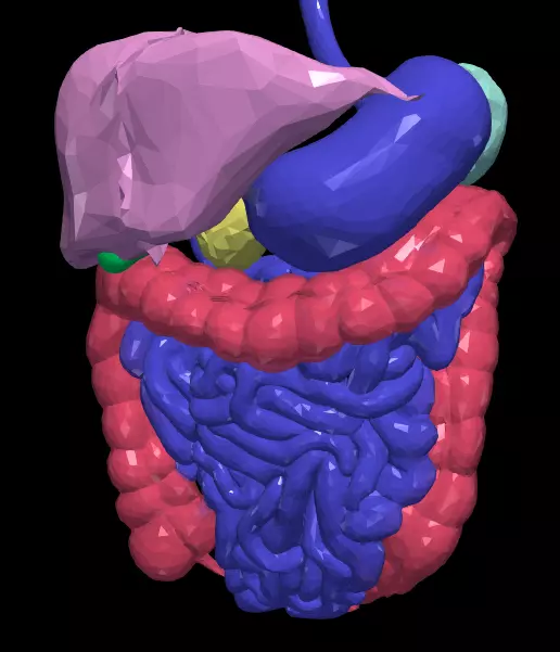 3d model of gastrointestinal tract 3D model