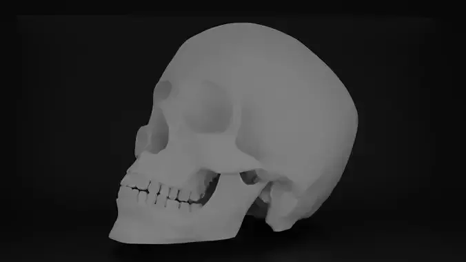 Scanned human skull 3D print model