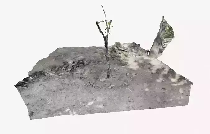 Plant with Soil 3d scan