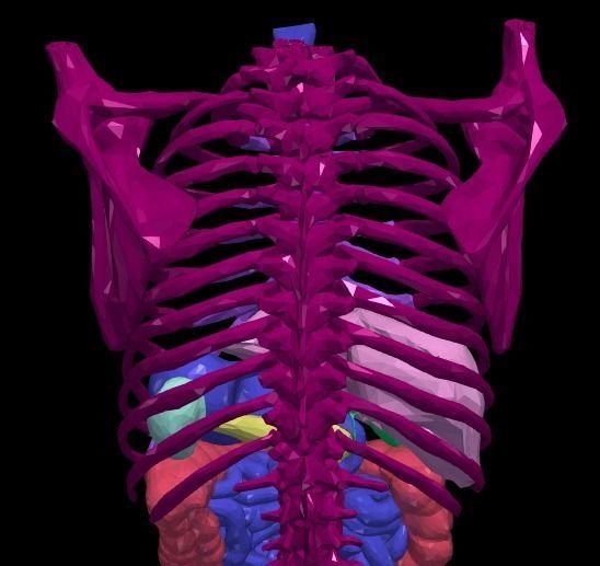 3d model of gastrointestinal tract with bones 3D model_16
