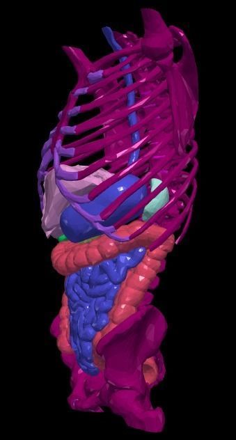 3d model of gastrointestinal tract with bones 3D model_2