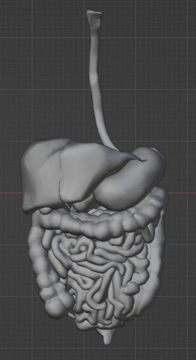 3d model of gastrointestinal tract with bones 3D model_22