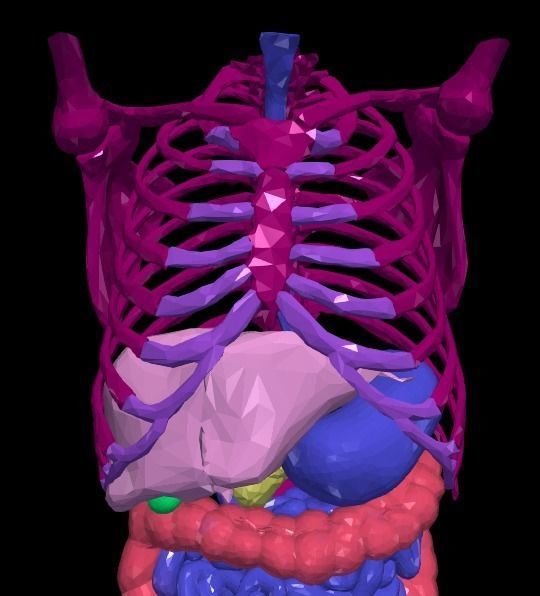 3d model of gastrointestinal tract with bones 3D model_6