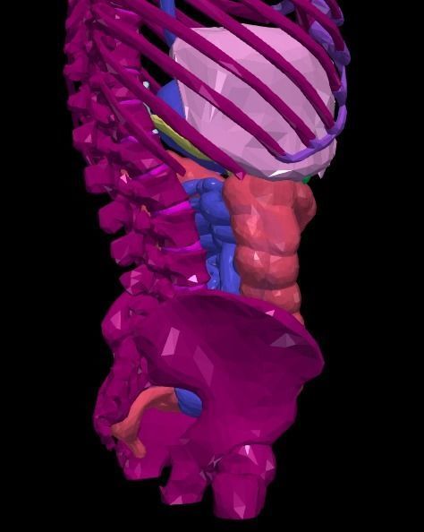 3d model of gastrointestinal tract with bones 3D model_17