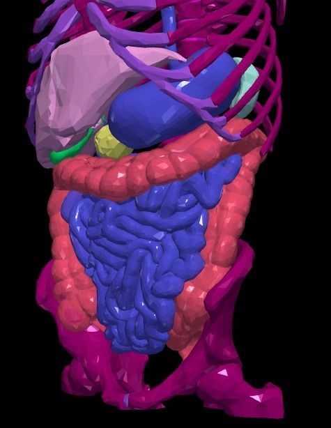 3d model of gastrointestinal tract with bones 3D model_20