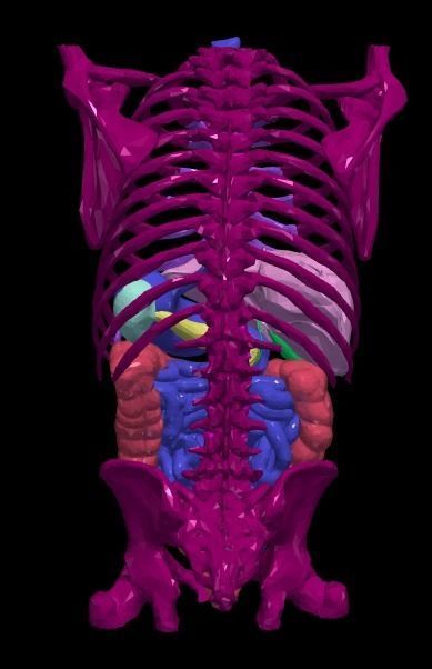 3d model of gastrointestinal tract with bones 3D model_4