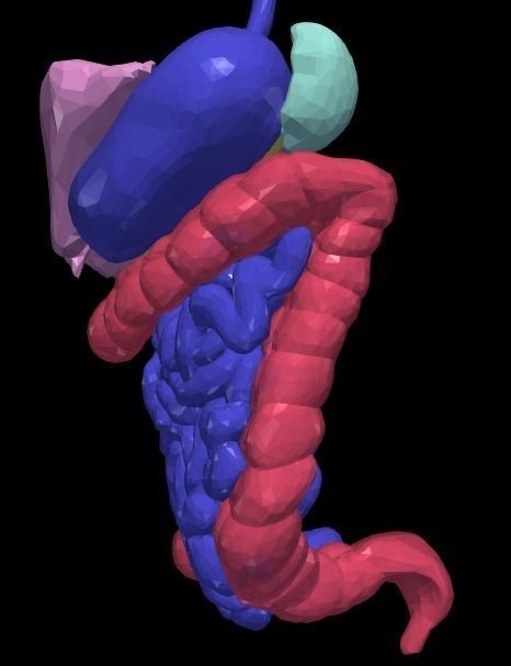 3d model of gastrointestinal tract with bones 3D model_15