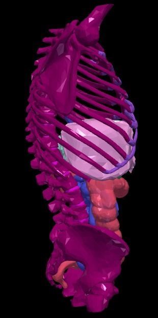 3d model of gastrointestinal tract with bones 3D model_3