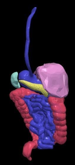 3d model of gastrointestinal tract with bones 3D model_12