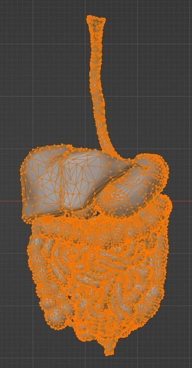 3d model of gastrointestinal tract with bones 3D model_21