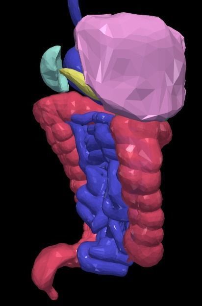3d model of gastrointestinal tract with bones 3D model_10