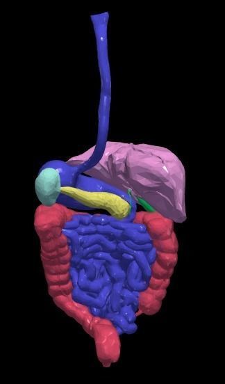 3d model of gastrointestinal tract with bones 3D model_14